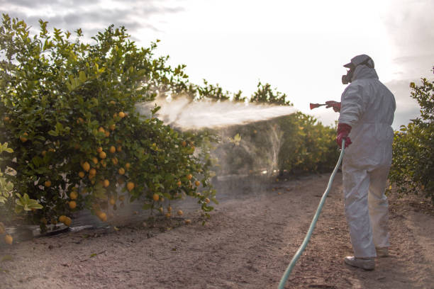 Trusted Williston, SC Pest Control Experts